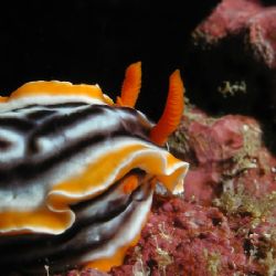 One of many Komodo Nudis by Dale Treadway 